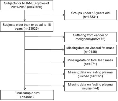 Anticipated correlation between lean body mass to visceral fat mass ratio and insulin resistance: NHANES 2011-2018